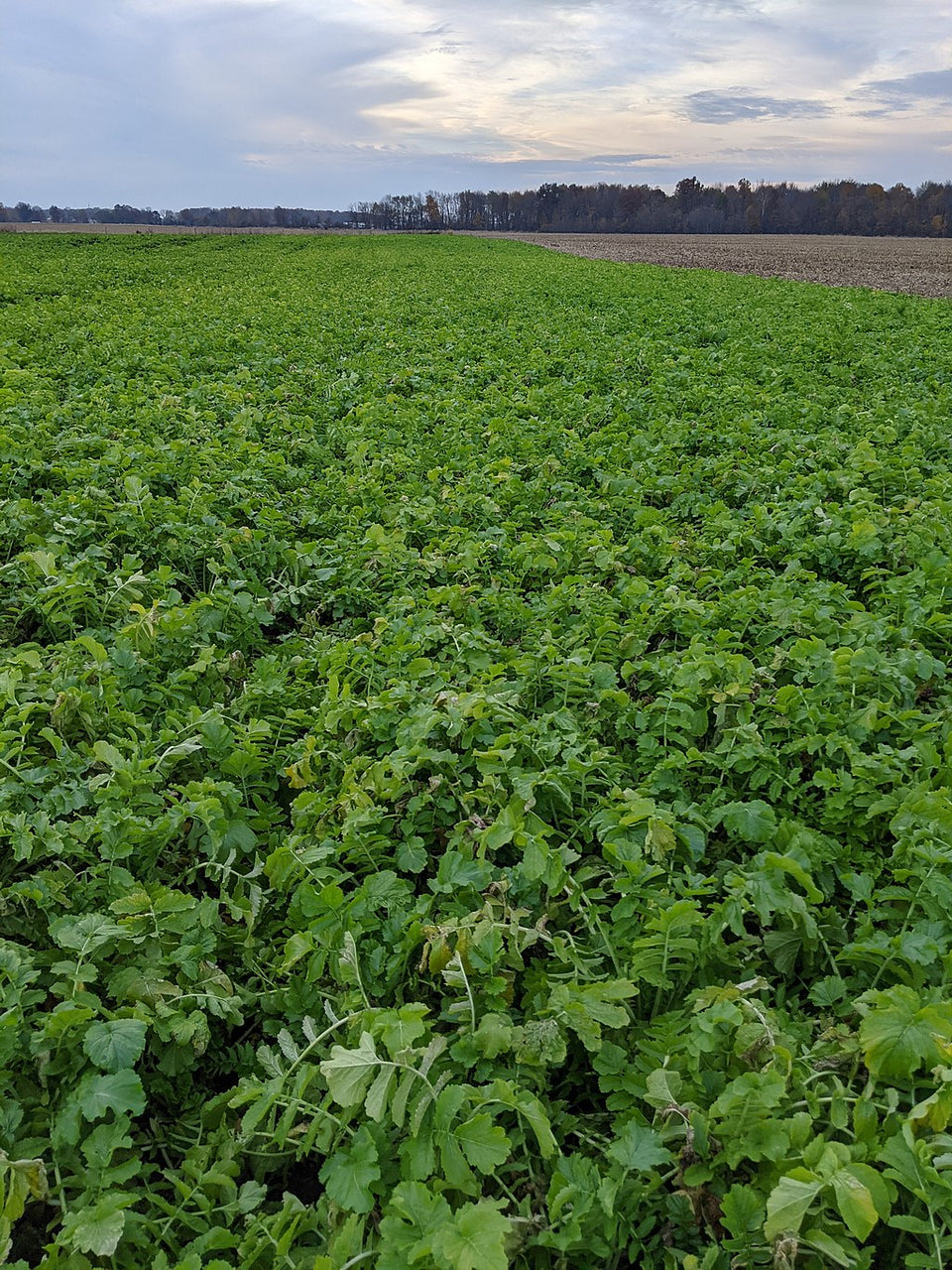 What Is Regenerative Agriculture?