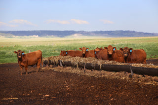 Why do older cows taste better?